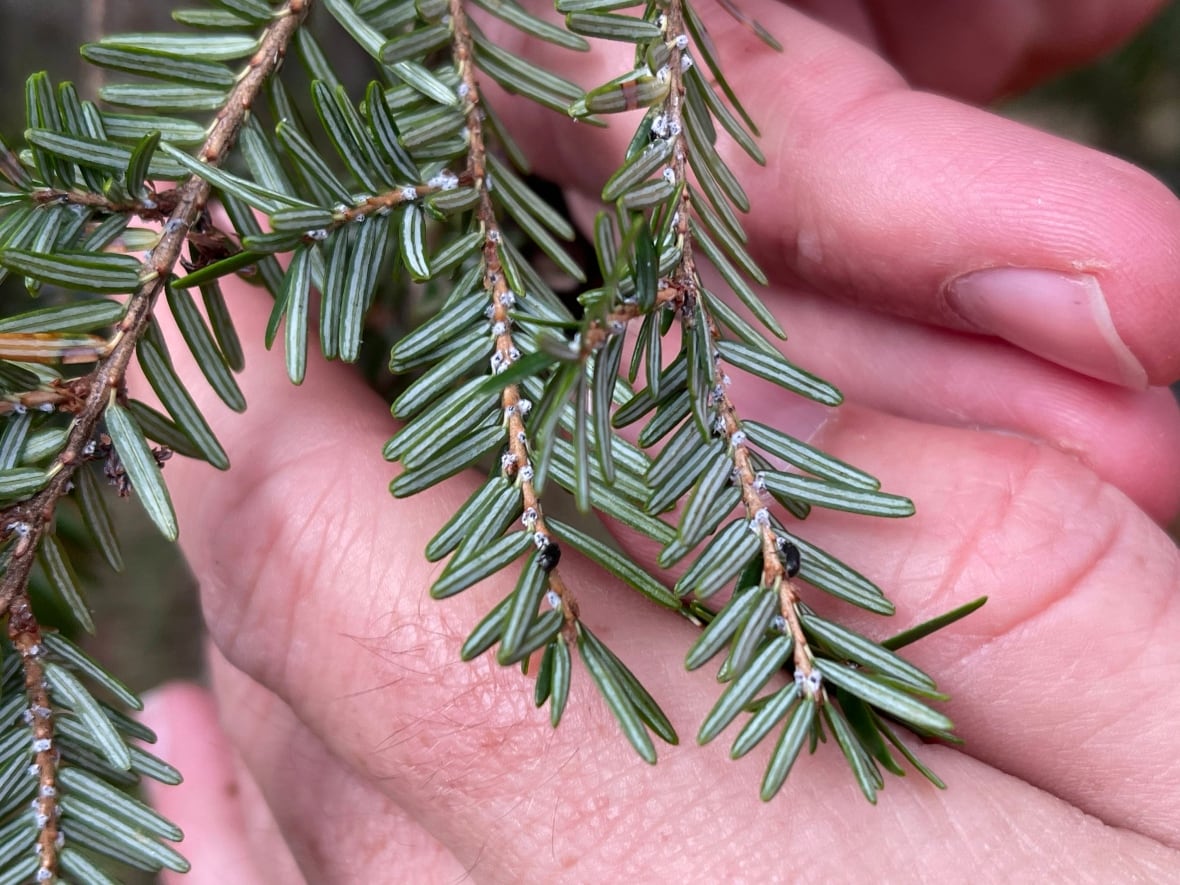 Tiny black beetles on the branch of a hemlock tree.