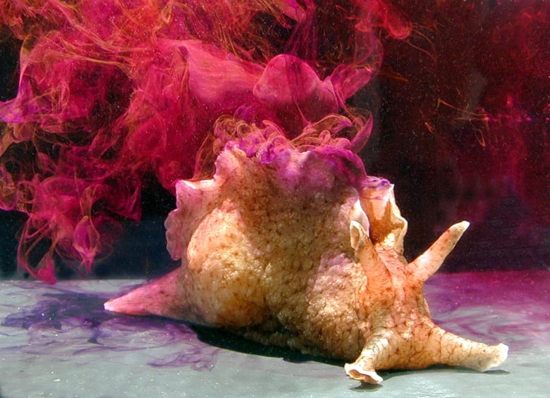 A beige coloured sea slug with a dinosaur like ridge along its back and tentacle-like protrusions out its front is on a grey surface as it releases a bright pink ink.