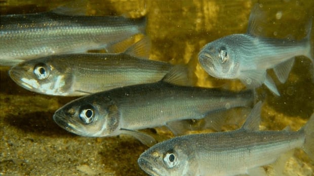 Most smelt in northern Ontario are an invasive species and they're making lake trout smaller