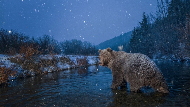 Hunter charged after bear carcass found near Klukshu, Yukon; A grizzly bear known as the mayor of Klukshu is believed to have been killed\. An elder from the community is saddened by the loss as the mayor, as the bear would keep to his side of the creek and taught younger bears to do the same, avoiding encounters with humans\.