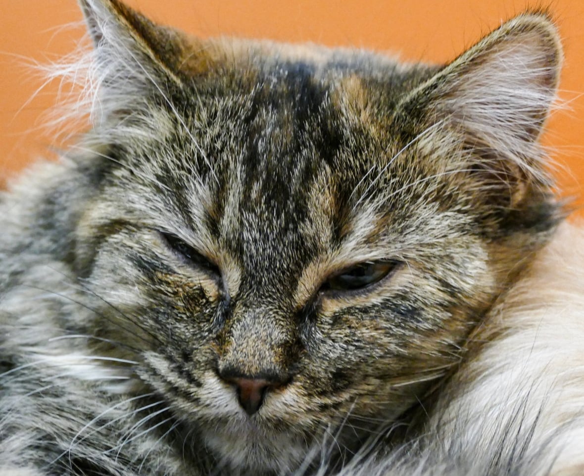 Cat facts the latest science on our feline companions cbc radio