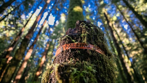 A moss-covered stump inside a wildlife protection area has orange flagging tape marked 'Falling Boundary.' 