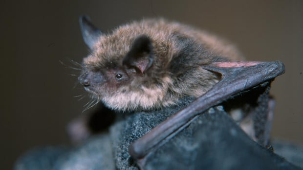 Rabies Alert in Chatham-Kent: Bat Tests Positive – What You Need to Know