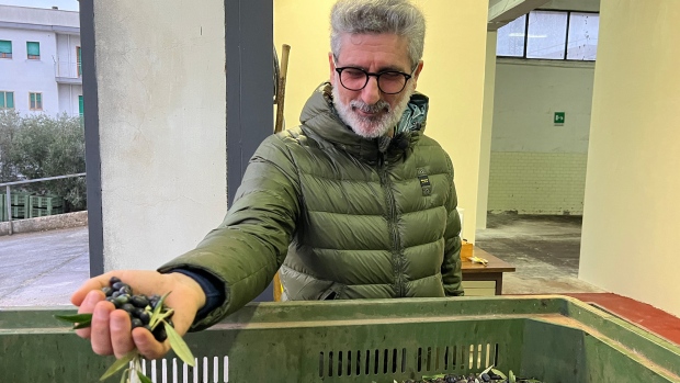 Olive oil is getting more expensive — and these Italian farmers can tell you why; Luigi D'Amico harvests olives in the hilltop town of Ostuni in the Italian region of Puglia\.