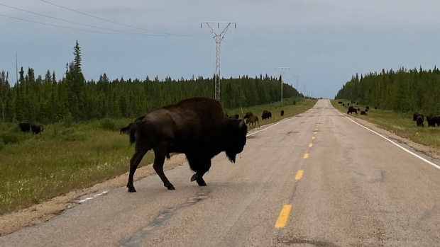 Plans for bison processing plant in Fort Simpson, N.W.T., met with skepticism by local hunter; Bison near Fort Providence, N\.W\.T\.