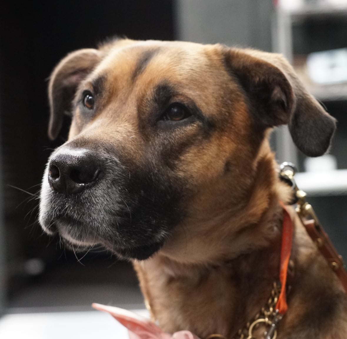 Photo of a dog