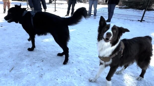 Edmonton off-leash dog parks could fill a need in outer city neighbourhoods, pilot shows