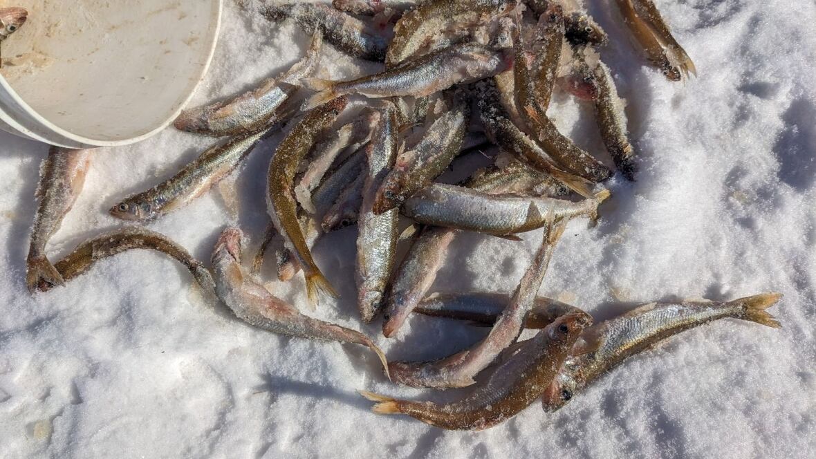 From declining interest to dropping stocks, P.E.I. winter smelt fishery ...