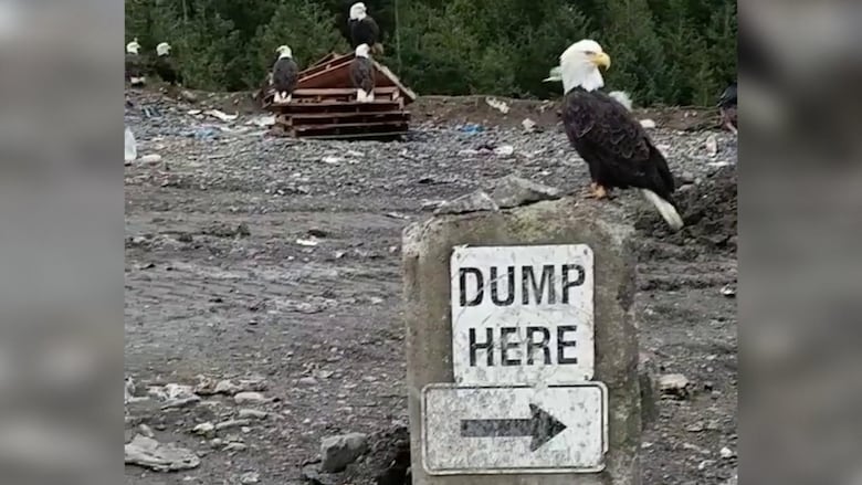 Eagles at a dump.