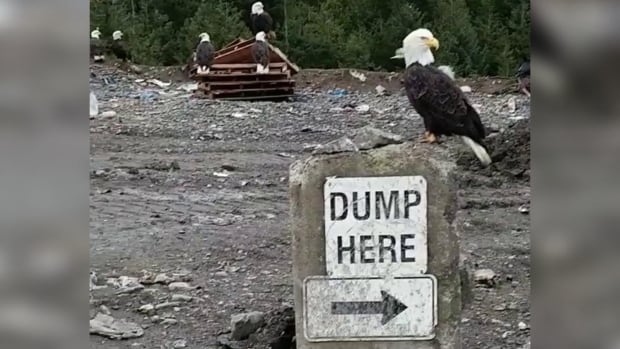 Eagles at a dump.
