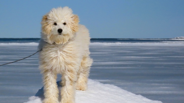 Sunsets and furry friends: Enjoy these photos from across N.B.; Étoile the puppy poses on a block of ice on the beach as he enjoys a sunny day in Cap de Cocagne\. His owner says he loves going to the beach, even in the cold\.