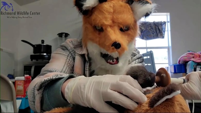 A person with white latex gloves and a large, furry, bright red fox mask hand-feeds a newborn fox with a syringe.