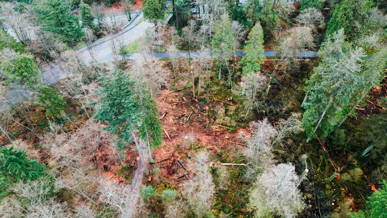 An overhead shot of several trees on the forest floor.