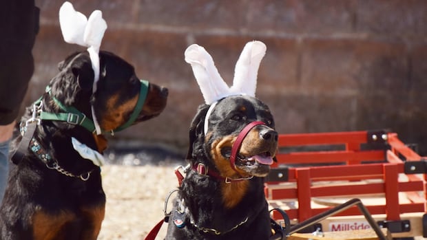 What's open and closed Easter weekend in Waterloo region, Guelph