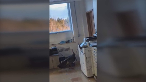 Wild turkey breaks into long-term care home in Beauce after smashing window; A wild turkey smashed a window on the second floor of a long-term care home in Beauceville, Que\.