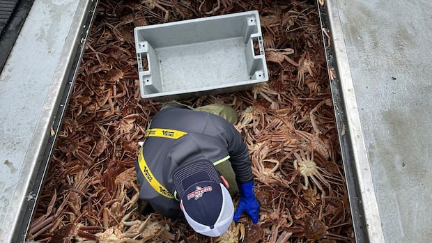 Amid protests, quota cuts, and tariff threats, panel set to rule on snow crab prices