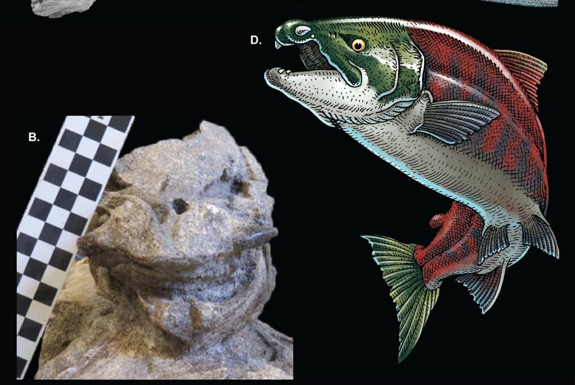 Illustrations of a salmon against a black background