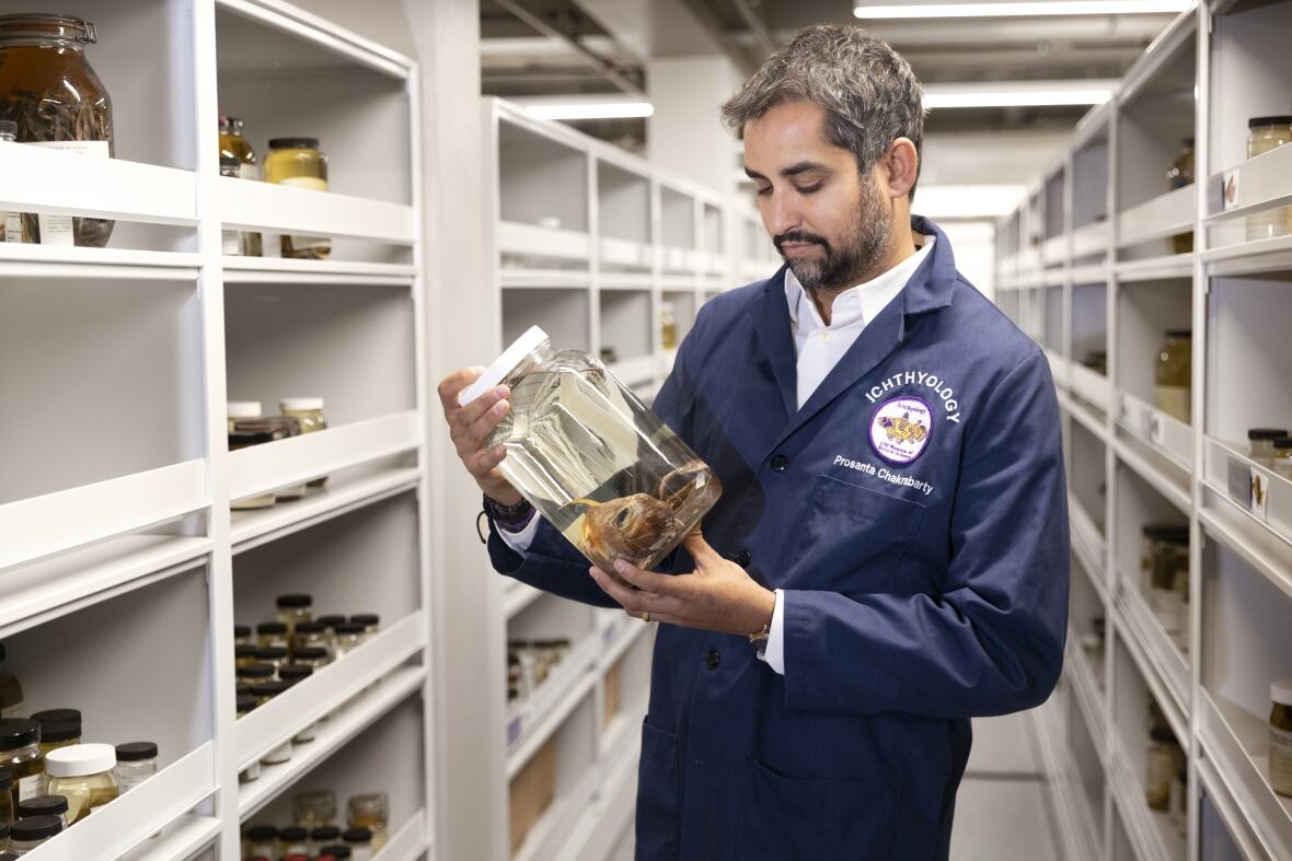 A man stands in a room lined with shelves which are filled with glass jars. He is looking at a jar in his hands containing a strange sea creature.