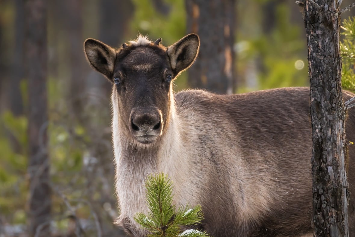 A young caribou stares at the camera. Tiny antlers are seen budding off its head.