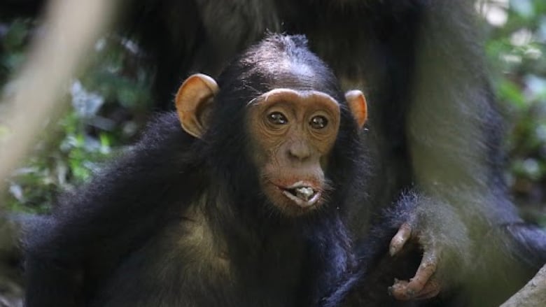 A young chimpanzee with something in its mouth