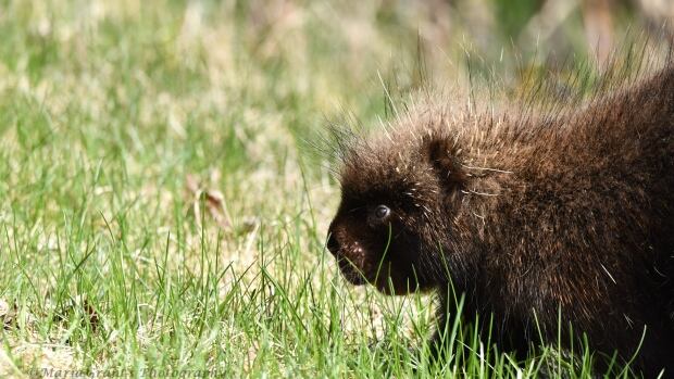 Calgary dog owners urged to avoid prickly problems and watch out for porcupines