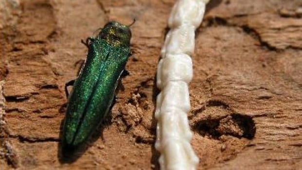 A green metallic beetle on a tree.