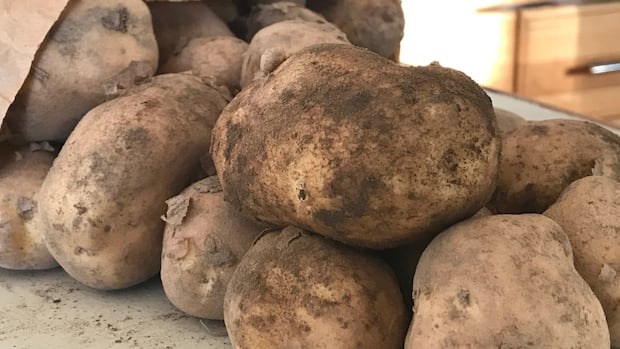 Scientists are looking to boost N.L's limited growing season with 'simple technologies'