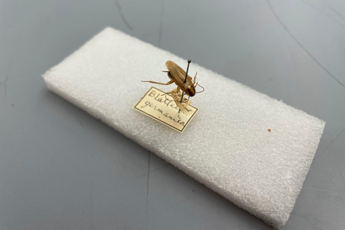 A cockroach specimen, labelled "Blattella germanica," pinned to a square piece of foam