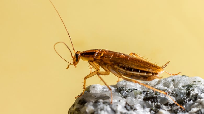 Closeup of a brown cockroach perched on a rock