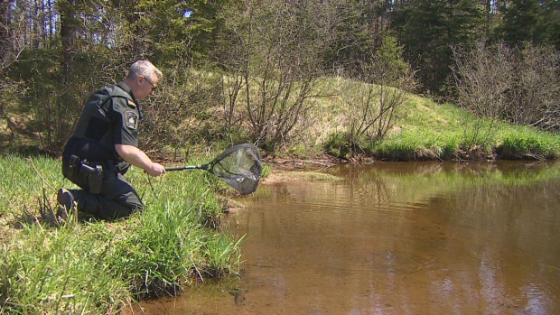 P.E.I.'s spring dip-net fishery brings calls for more enforcement of smelt limits; DFO fishery officer Matthew MacEwen demonstrates how to use a dip net\. 