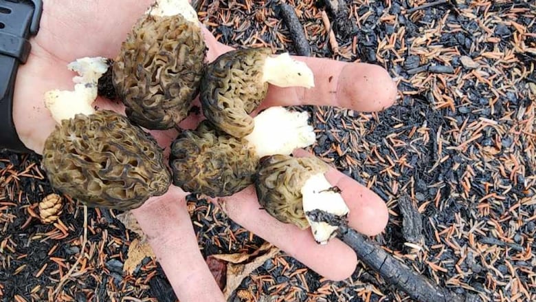 A fistful  of morel mushrooms