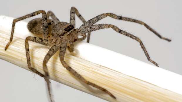 Does P.E.I. have venomous spiders? Good Question, P.E.I.; A brown recluse spider poised on a wooden dowel\.