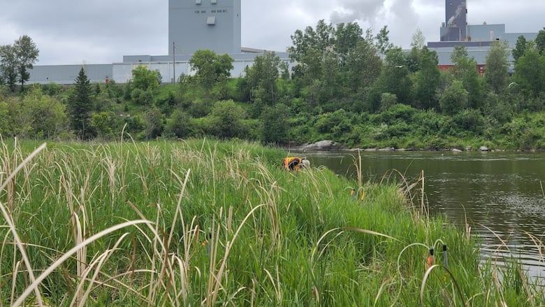 A paper mill is seen churning smoke into the sky. In the foreground is tall green grass on the bank of a river.