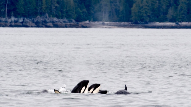 Speed limits, fishery rules aim to protect southern killer whales; Orcas are pictured in Chatham Sound near Prince Rupert, B\.C\., in this file photo from  June 2018\. The federal government has announced salmon fishery closures and mandatory speed limits in areas where southern resident killer whales forage and travel in the ongoing effort to protect the endangered species\. 