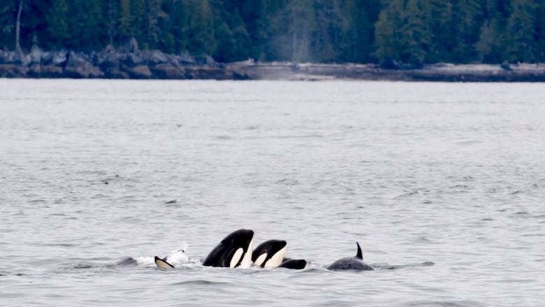 The heads of two orca whales are seen beside each other in an ocean.