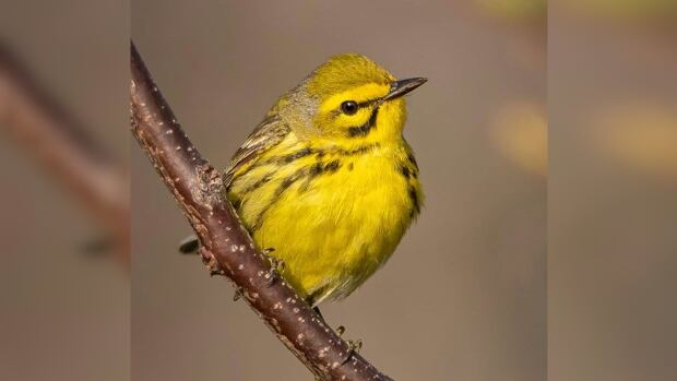 Check out the winner of CBC Windsor's migratory bird photo contest