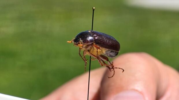 Pull up your hood — it's June bug season. But what exactly are these clumsy crawlers?