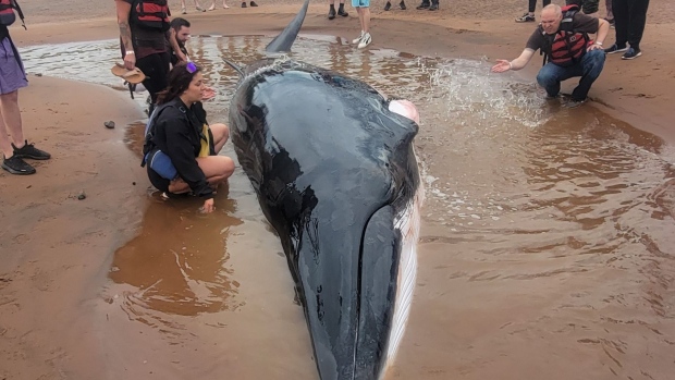 WATCH | #TheMoment a group of rafters rescued a beached whale near the Bay of Fundy; Whitewater rafting guides Lucas Gamp and Emmett Blois recount the moment they came across, and helped, a beached minke whale while touring on the Shubenacadie River in Nova Scotia\.
