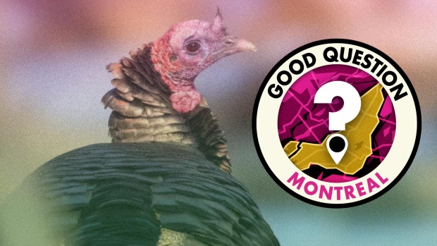 Where did all these wild turkeys come from?; A graphic of the Good Question, Montreal logo over a photo of a wild turkey\. 