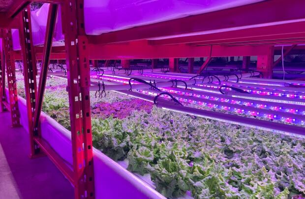 How Can Indoor Farming Affect Food Deserts From feeding 'food deserts' to attracting big grocery, indoor farming