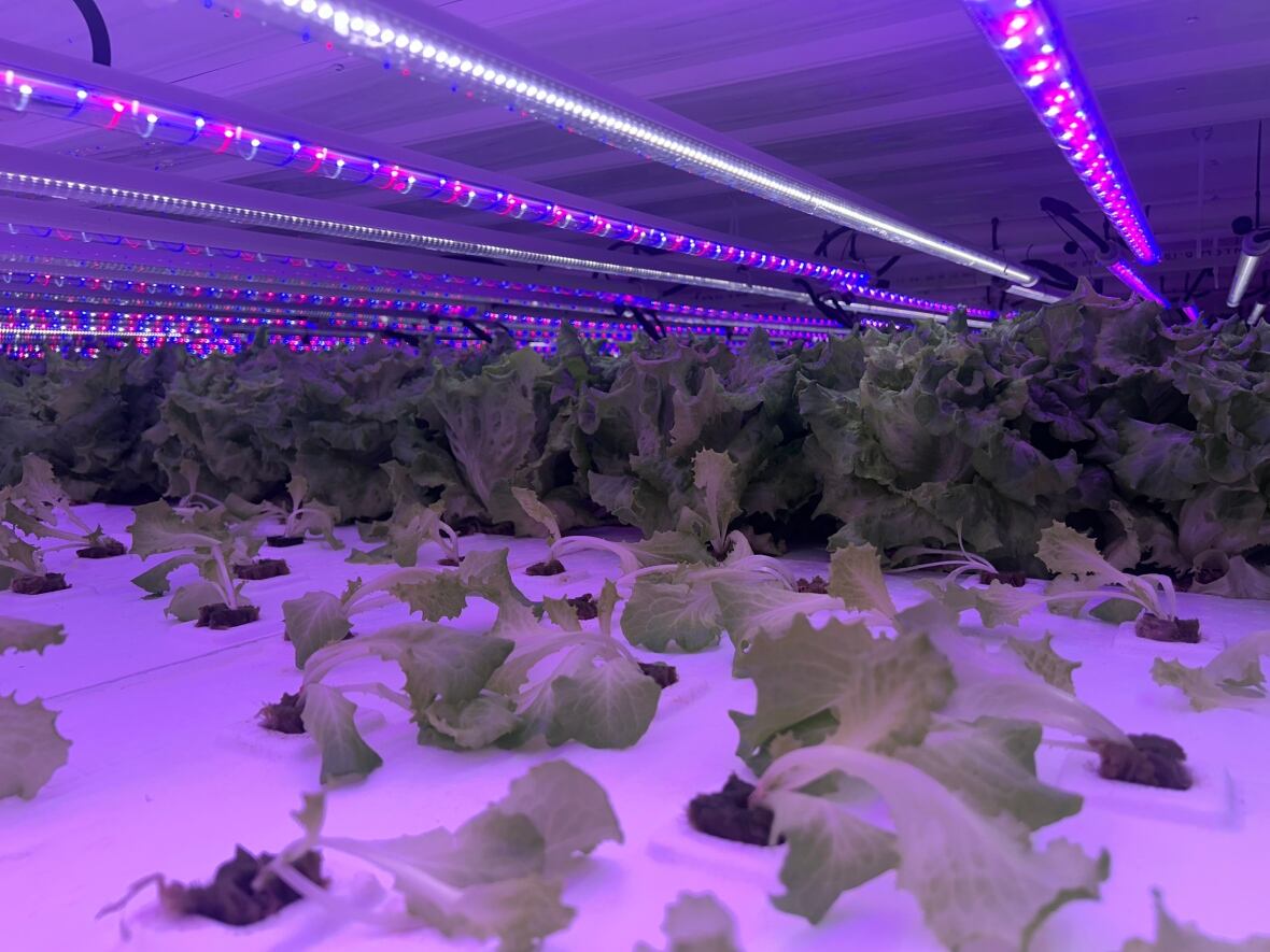 How Can Indoor Farming Affect Food Deserts From feeding 'food deserts' to attracting big grocery, indoor farming