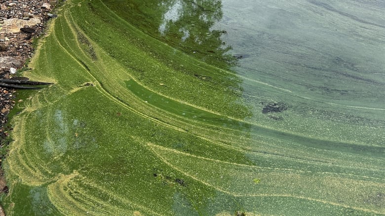 Algae seen in a lake