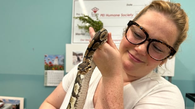 Snake that slithered out of trash in Charlottetown now at P.E.I. Humane Society