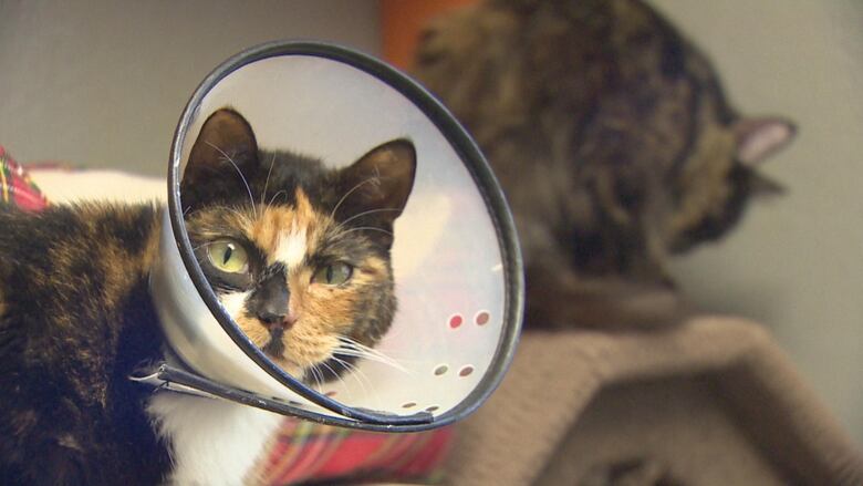 A cat wearing a small cone is pictured, with another cat in the background.