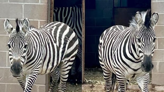 Zebras adjusting to life in Moncton zoo after being seized in Saskatchewan