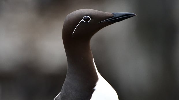 This week's gallery is for the birds