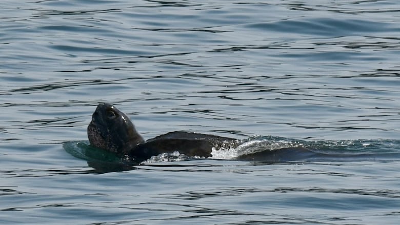 Leatherback turtle