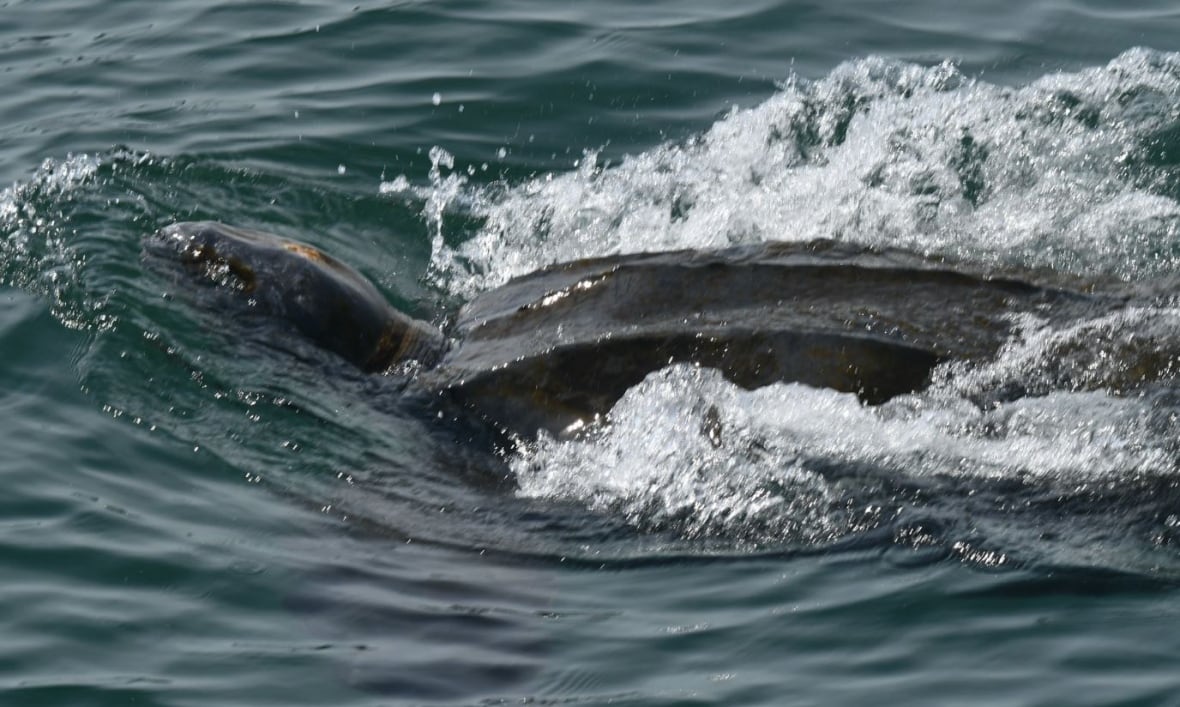 Leatherback turtle