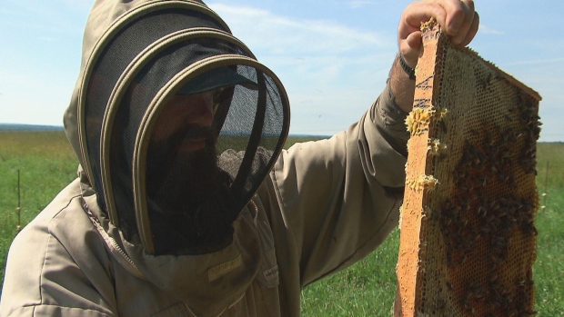 Honey bee shortage could pose 'challenge' for wild blueberry growers; Chris Lockhart is a second-generation beekeeper base in the Moncton region\. He owns and operates Lockhart Apiaries which also makes honey products through Atlantic Gold Honey\.