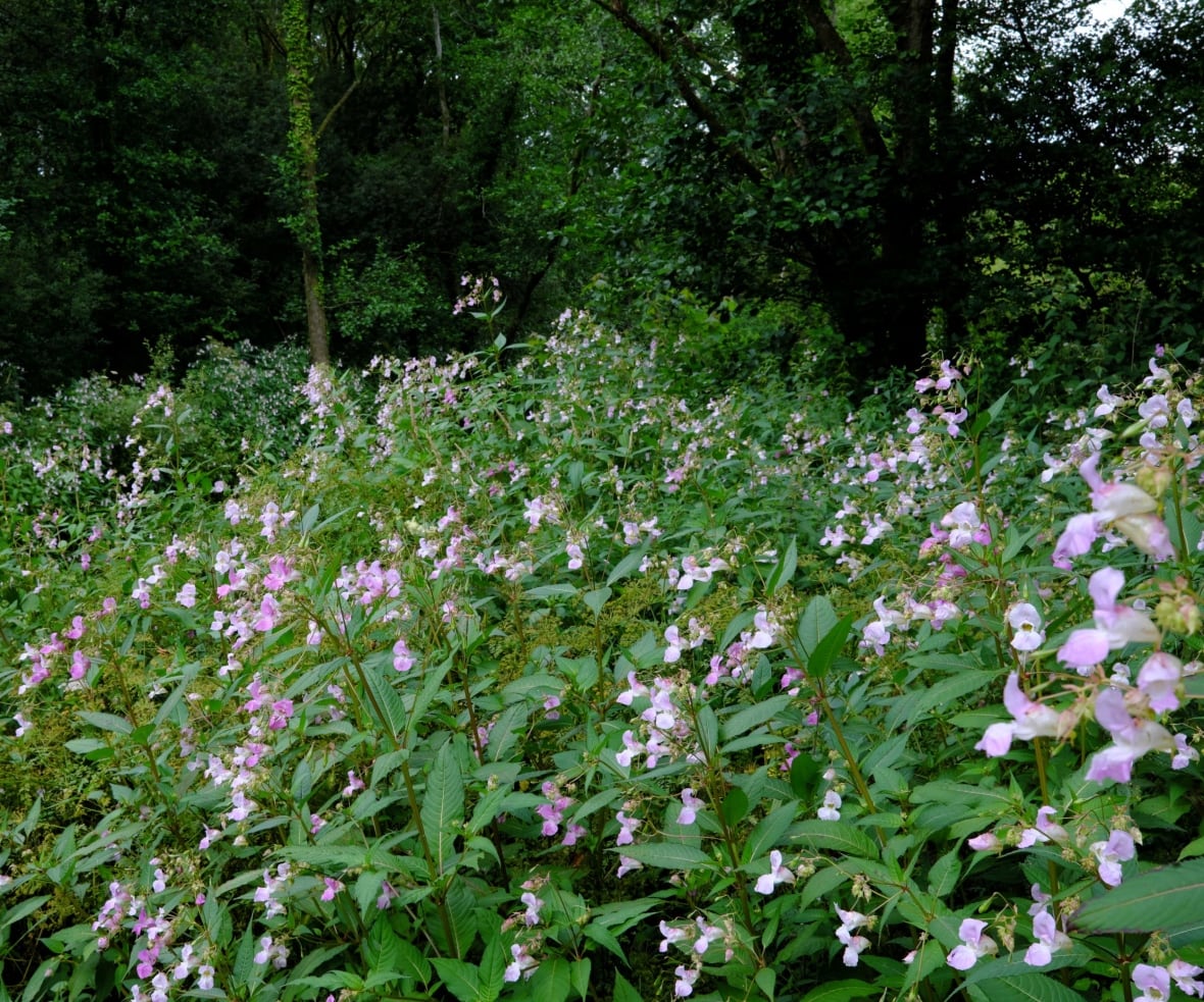 A thick growth of Himalayan balsam.